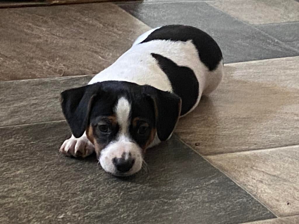 Te koop jack tussel pup s, Parvo, Jack Russell Terriër, Reu, 8 tot 15 weken