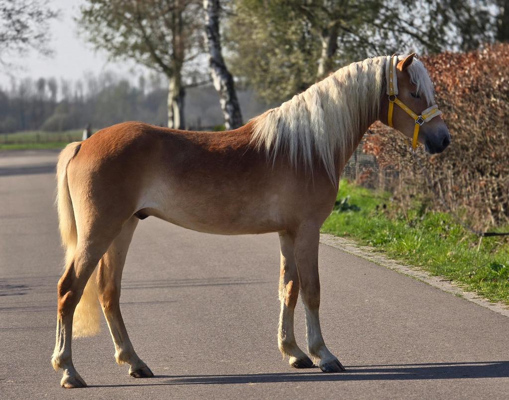 Prachtige 3-jarige Haflinger Hengsten!, E pony (1.48m - 1.57m), Met stamboom, Dressuurpony, Hengst