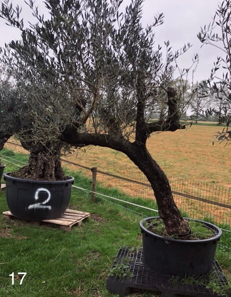 Te koop aangeboden oude olijfboom (Olea europaea)., Bloeit niet, 100 tot 250 cm, Olijfboom, Ophalen