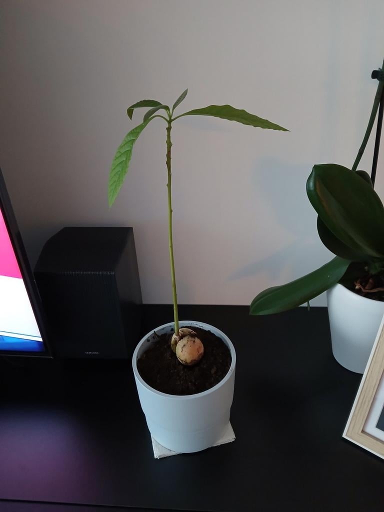 Avocadoplant inclusief pot, Ophalen, Halfschaduw, Minder dan 100 cm