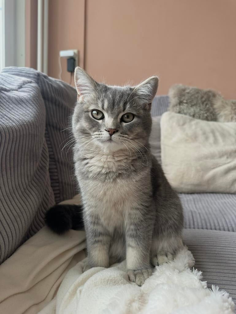 Britse korthaar katertje, Kater, Gechipt