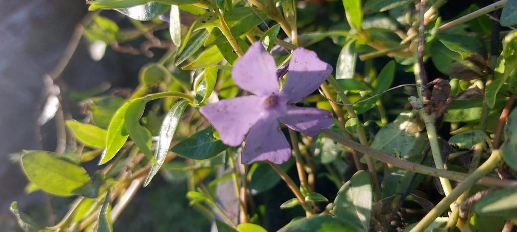 Vinca maagdenpalm nu mooi in bloei, Ophalen of Verzenden, Overige soorten, Halfschaduw
