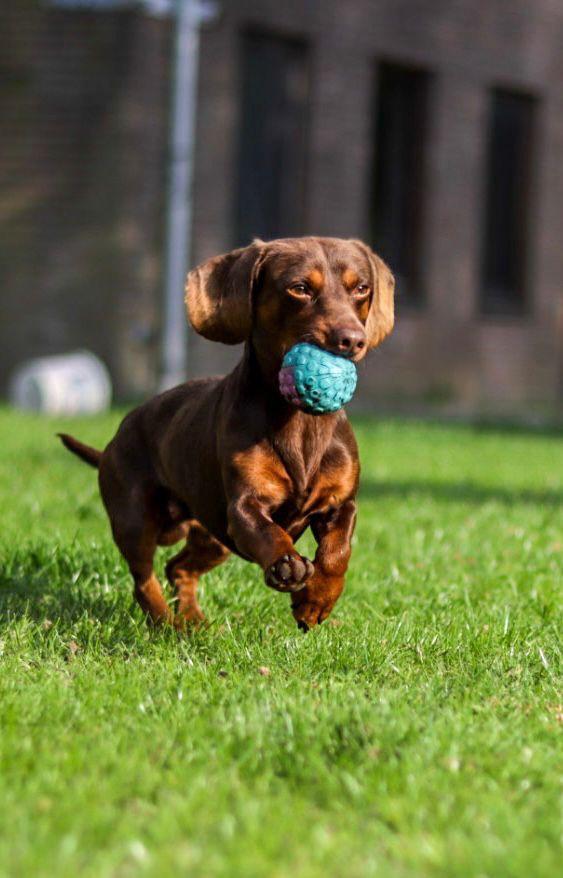 Gladharige Teckel dekreu, Reu, Parvo, Eén hond, 3 tot 5 jaar