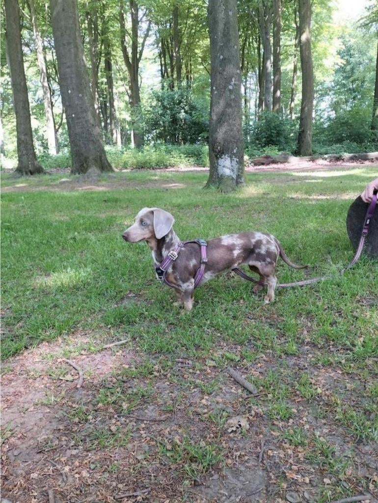 2 supermooie dwergteckeltjes, Korthaar, Dwerg, Parvo, Meerdere