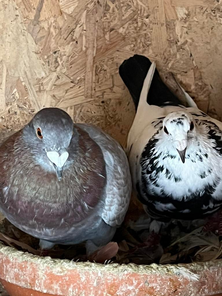 Post duiven, Dieren en Toebehoren, Meerdere dieren, Postduif