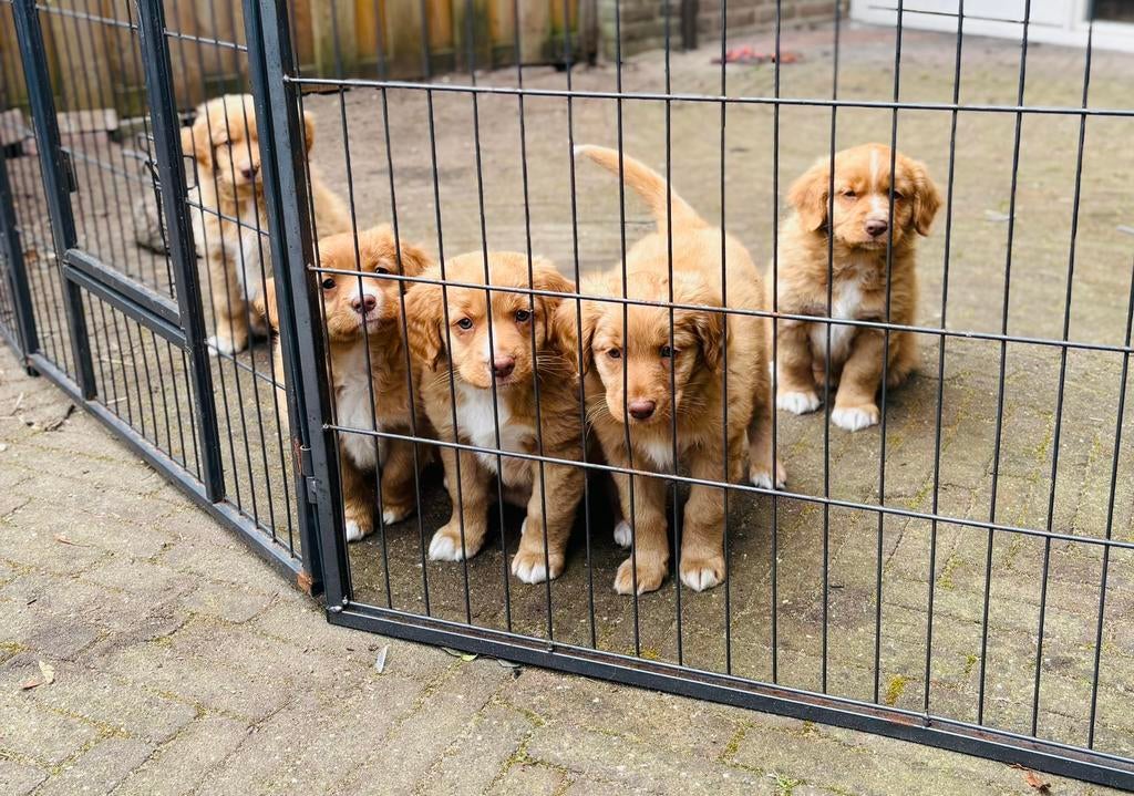 Lieve pups Nova Scotia Duck Toller Retriever, Parvo, Overige rassen, 8 tot 15 weken, Meerdere