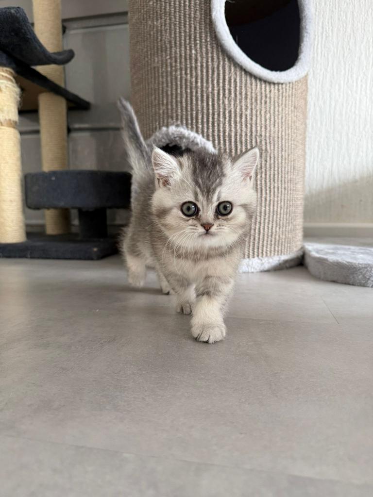 Britse korthaar kitten 1 over!! Katertje, Kater, Ontwormd