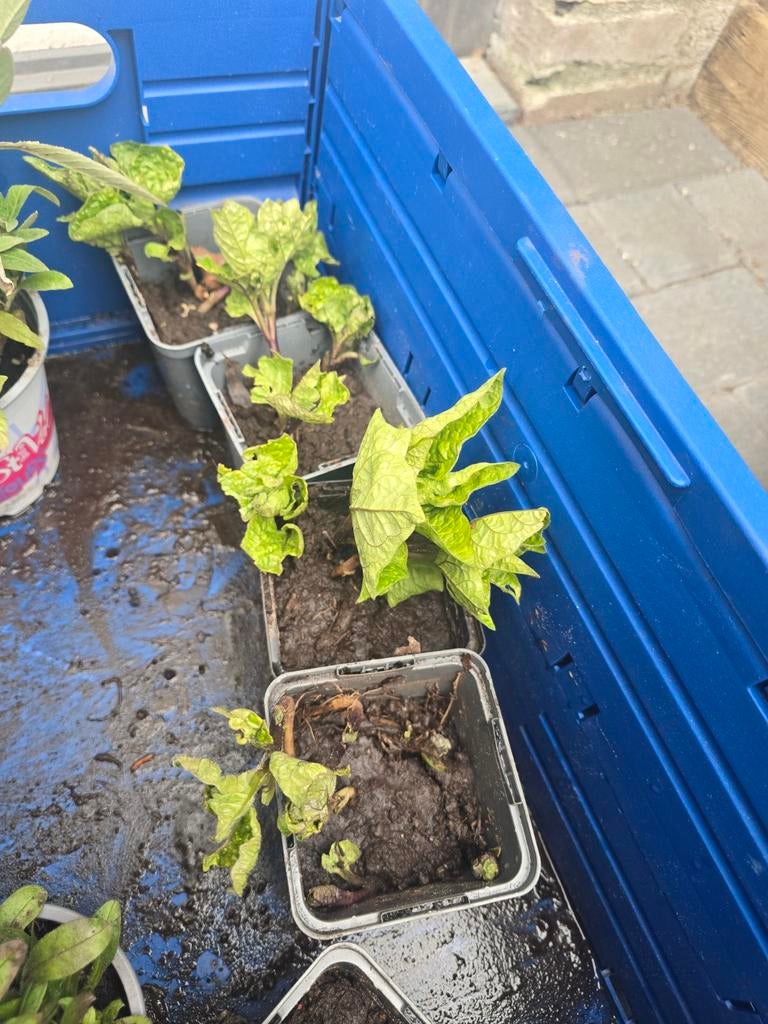 Lampionplant stekjes, Ophalen, Minder dan 100 cm, Overige soorten, Zomer