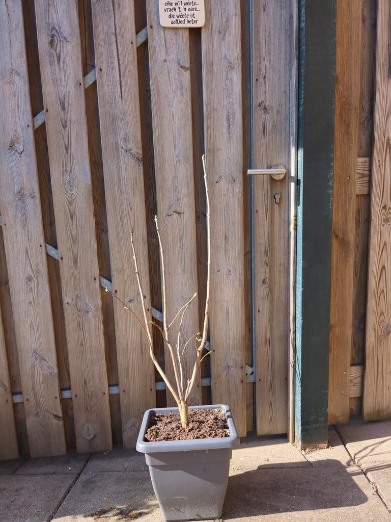 Paarse sering in pot, nu ca 1 meter hoog, Lente, Minder dan 100 cm, Volle zon, In pot