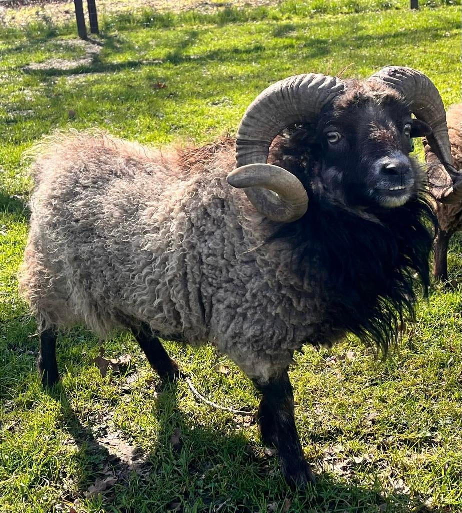 Ouessant Ram Stamboek, Dieren en Toebehoren, Mannelijk, Schaap