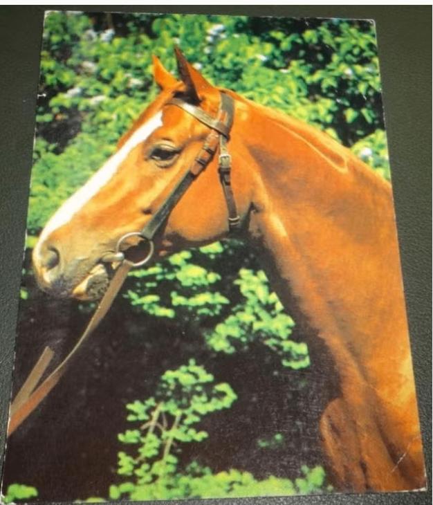Paard - Paarden - Monter, Verzamelen, Verzenden, 1980 tot heden, Gelopen, Paard