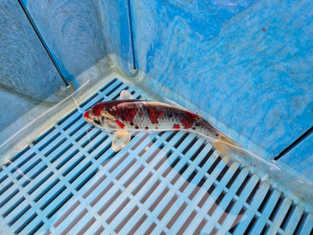Japanse koi rood/ wit/ zwart patroon, Karper of Koi