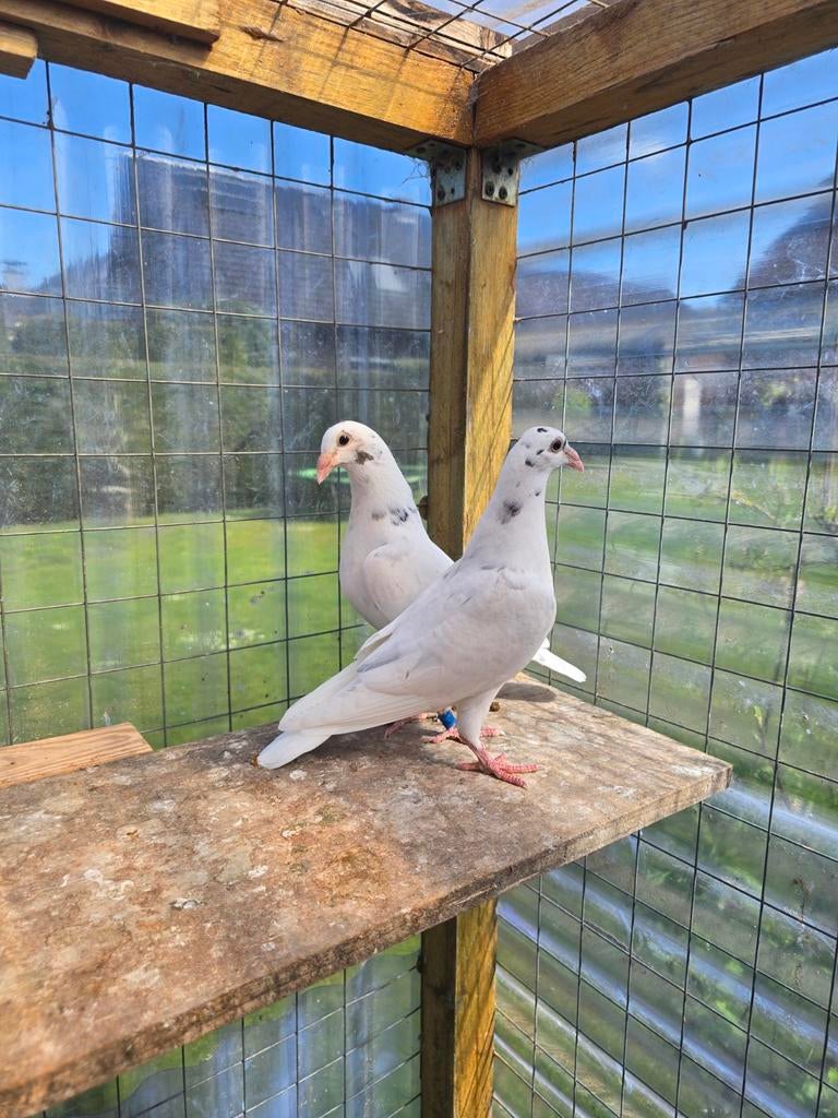 Jonge postduiven duiven, Dieren en Toebehoren, Meerdere dieren, Postduif