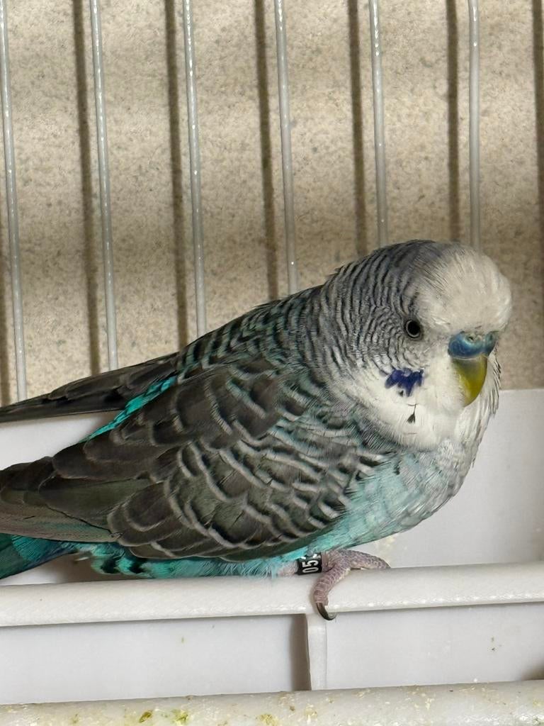 Blackwing split bf, Mannelijk, Parkiet, Geringd