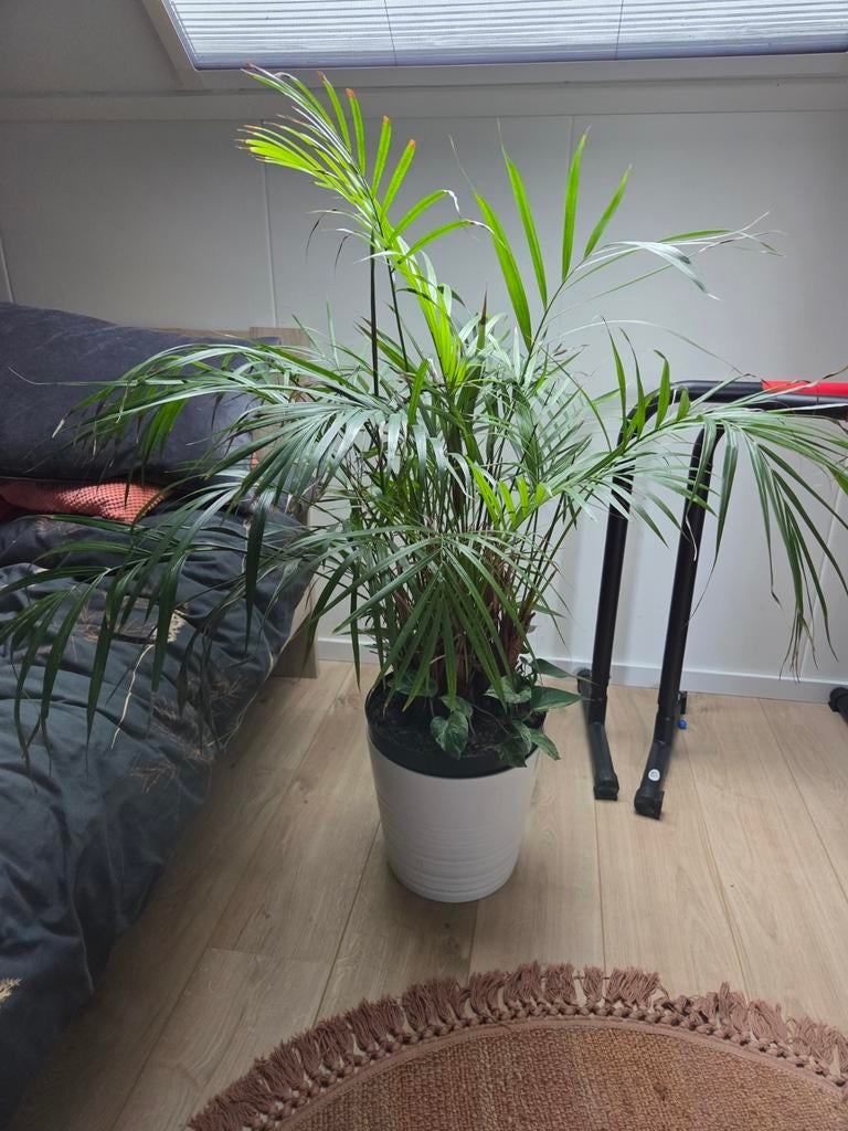 Palm inclusief pot, Ophalen, 100 tot 150 cm, Palm, Halfschaduw