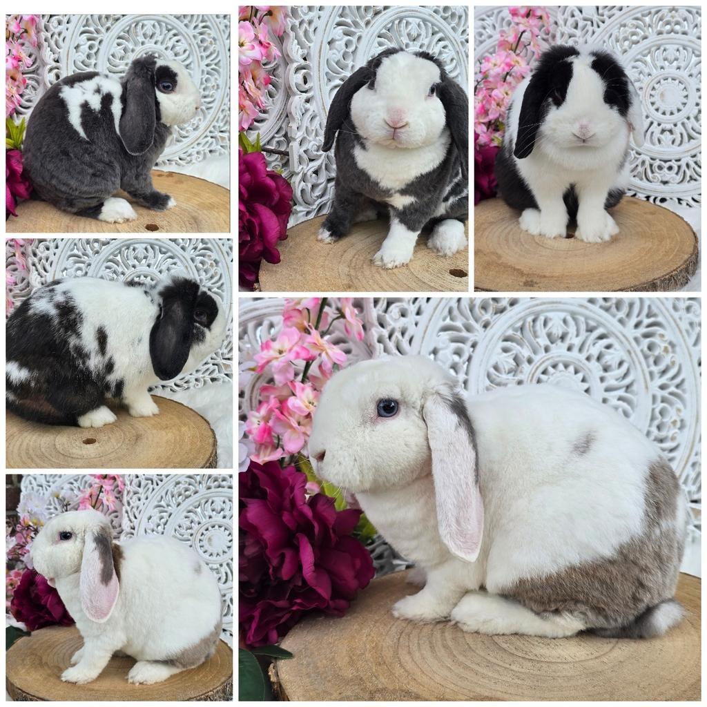 Super lieve nhd konijnen voedster+gecastreerde rex rammen, Dieren en Toebehoren, Konijnen, Meerdere dieren, Dwerg, Hangoor, 0 tot 2 jaar