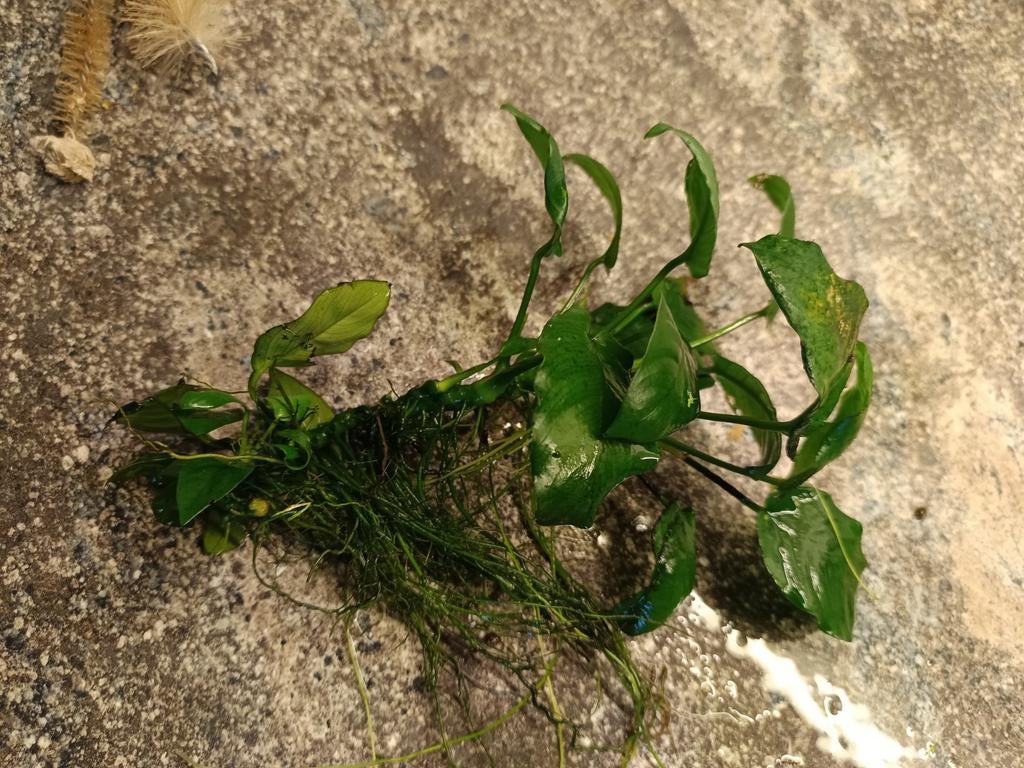 Anubias, Ophalen