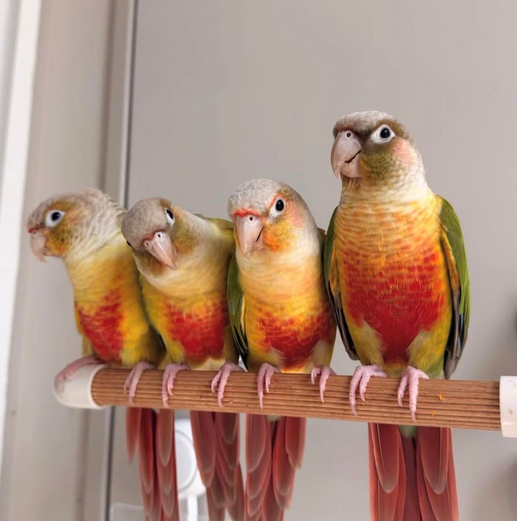 puppy aratingas, Dieren en Toebehoren, Vogels | Parkieten en Papegaaien, Meerdere dieren, Papegaai, Pratend