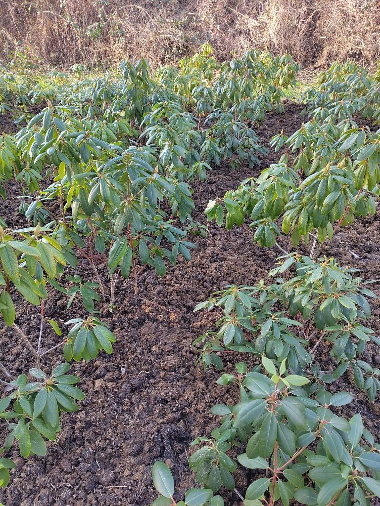 rhododendron paars /rose / wit   5 / 3 / 3, Ophalen of Verzenden, Rhododendron, Struik, Minder dan 100 cm