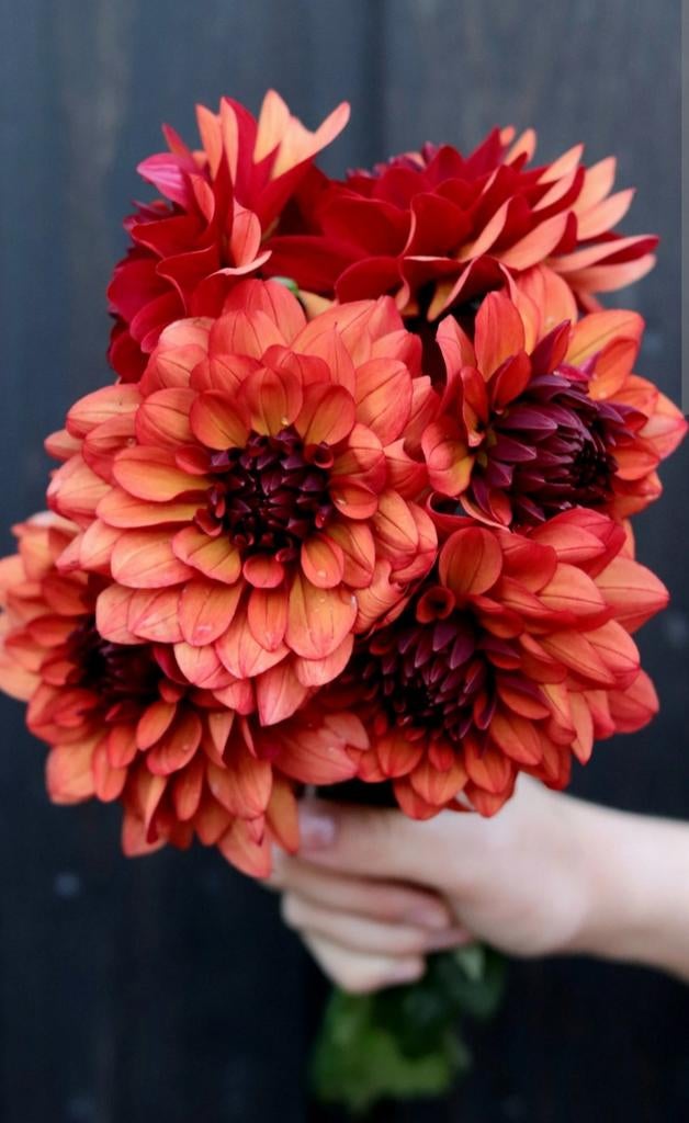 Gezocht: Dahlia Missis Miley, Tuin en Terras, Ophalen of Verzenden, Voorjaar, Volle zon, Knol