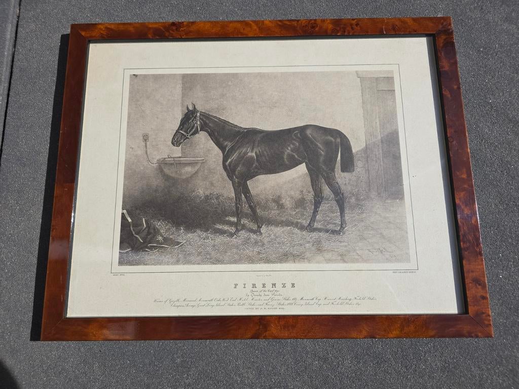 antieke prent van volbloedracepaard Firenze by Henry Stull, Antiek en Kunst, Ophalen of Verzenden