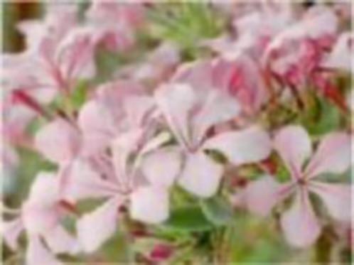 Caudex plant Pachypodium Succulentum( Zuid Afrika) 14 cm pot, Overige soorten, Ophalen of Verzenden, In pot, Minder dan 100 cm