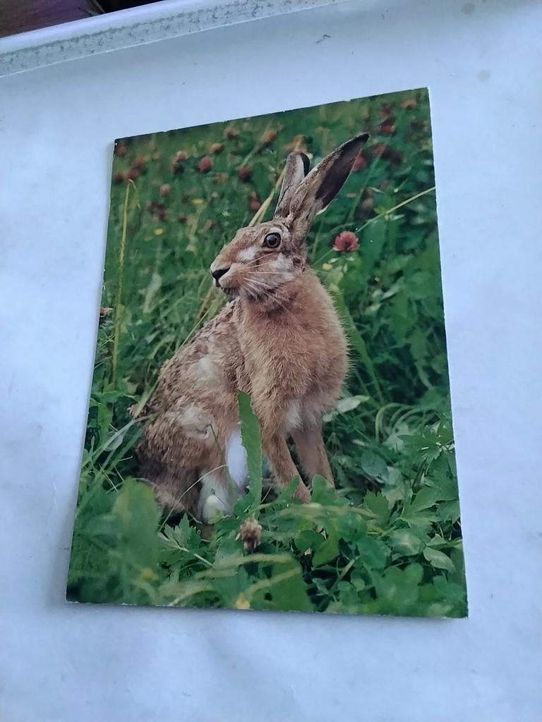 HAAS.  1982, Ophalen of Verzenden, 1980 tot heden