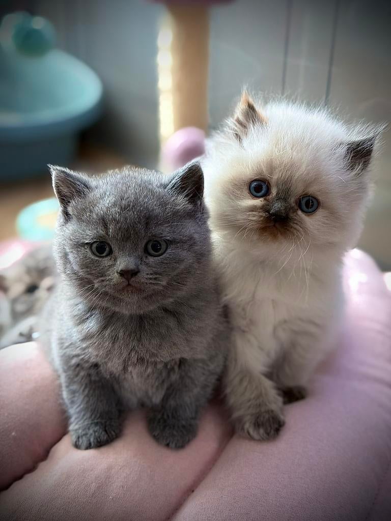 Brits(e) korthaar kittens - poesje, Dieren en Toebehoren, Meerdere dieren