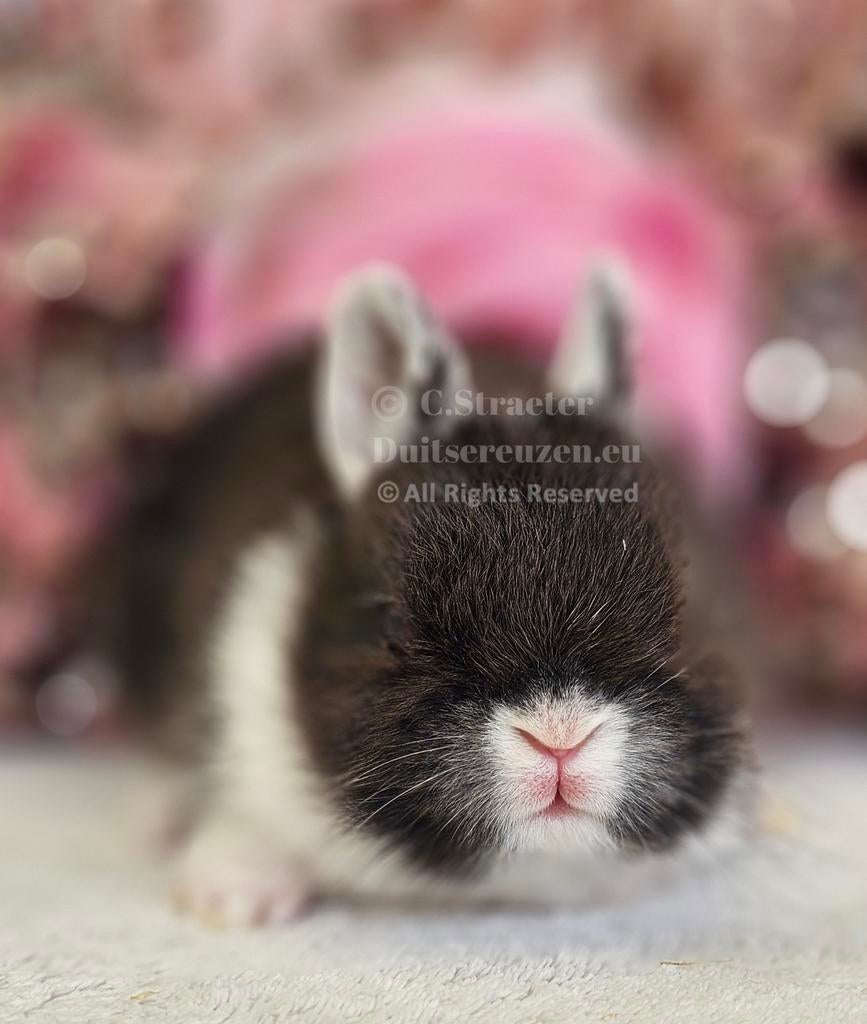 De ENIGE ECHTE mini loffelohr konijntjes, Meerdere dieren, Dwerg