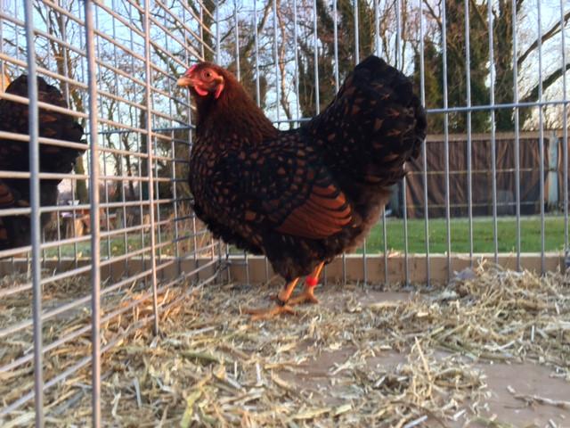 lieve wyandotten kriel goud zwart gezoomd, Dieren en Toebehoren, Vrouwelijk, Kip