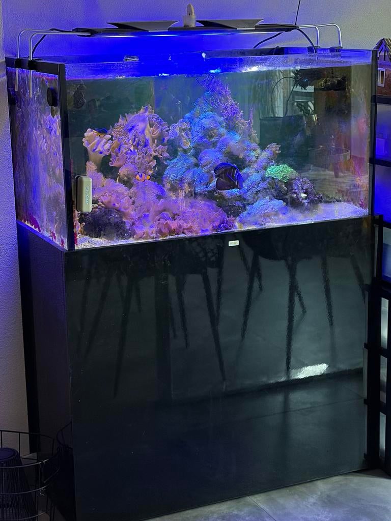Compleet aquarium + toebehoren- direct klaar voor gebruik, Dieren en Toebehoren, Ophalen, Gevuld zeewateraquarium, Gebruikt, Inclusief vissen