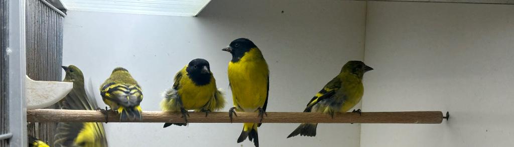 Zwartkopsijzen 2 mannen en (poppen verkocht), Meerdere dieren, Tropenvogel