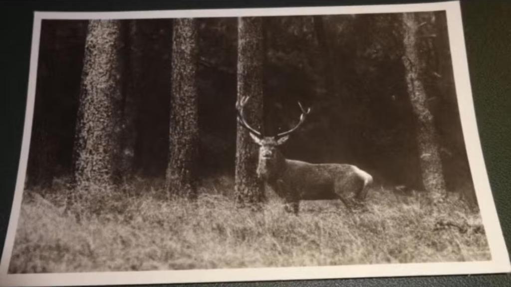 Gelderland - Hoge Veluwe - Edelhert, Verzamelen, Verzenden, 1940 tot 1960, Gelopen, Gelderland