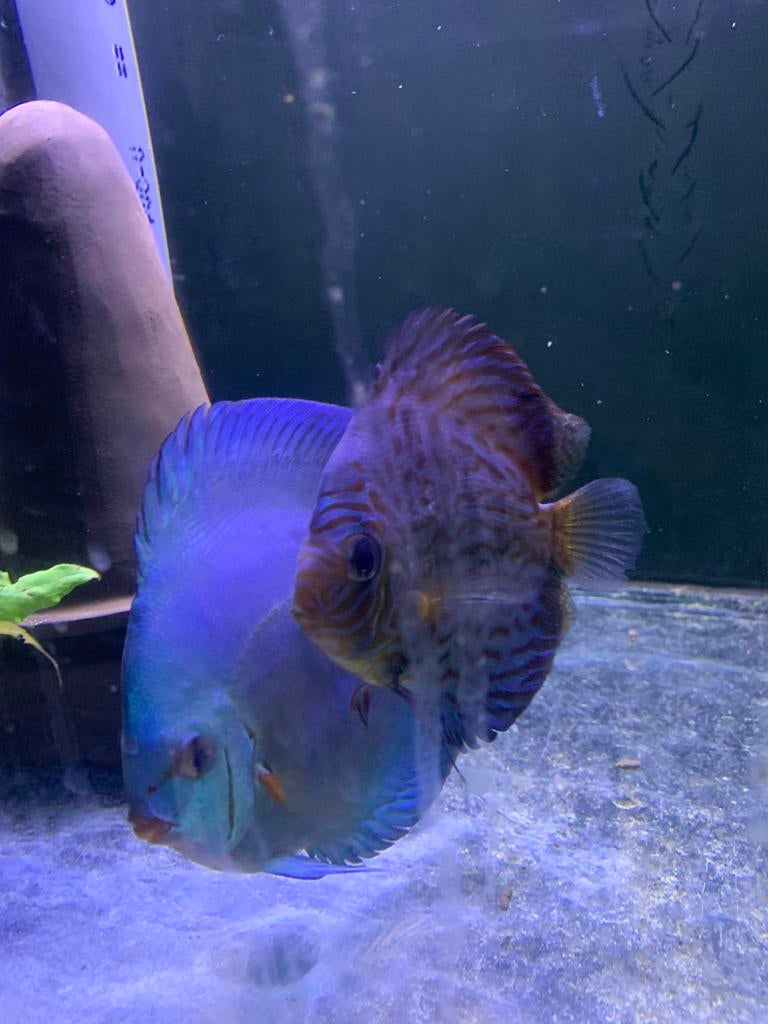 Discus koppel, Vis