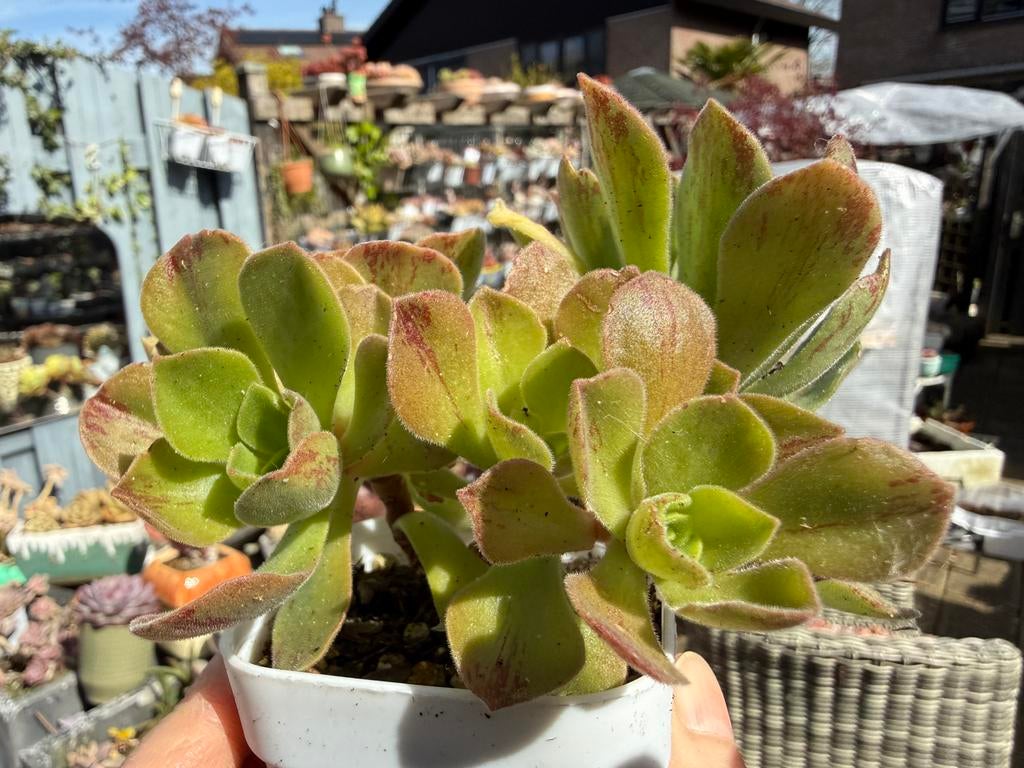 Aeonium Goochiae "ballerina"/pot 7cm/vetplant/succulent, Huis en Inrichting, Kamerplanten, Ophalen of Verzenden