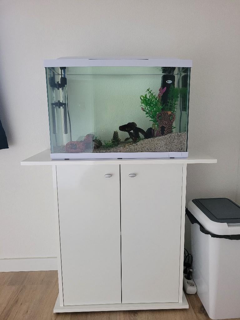 Compleet aquarium 60 liter met meubel, Dieren en Toebehoren, Ophalen, Zo goed als nieuw, Gevuld zoetwateraquarium
