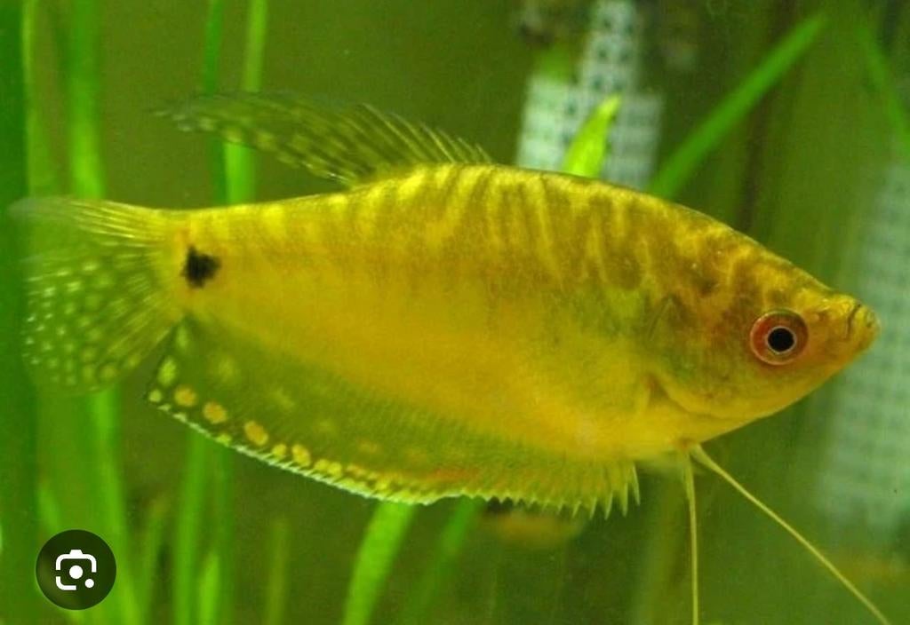 Groepje van 4 Goudgourami, Dieren en Toebehoren, Vissen | Aquariumvissen, Vis