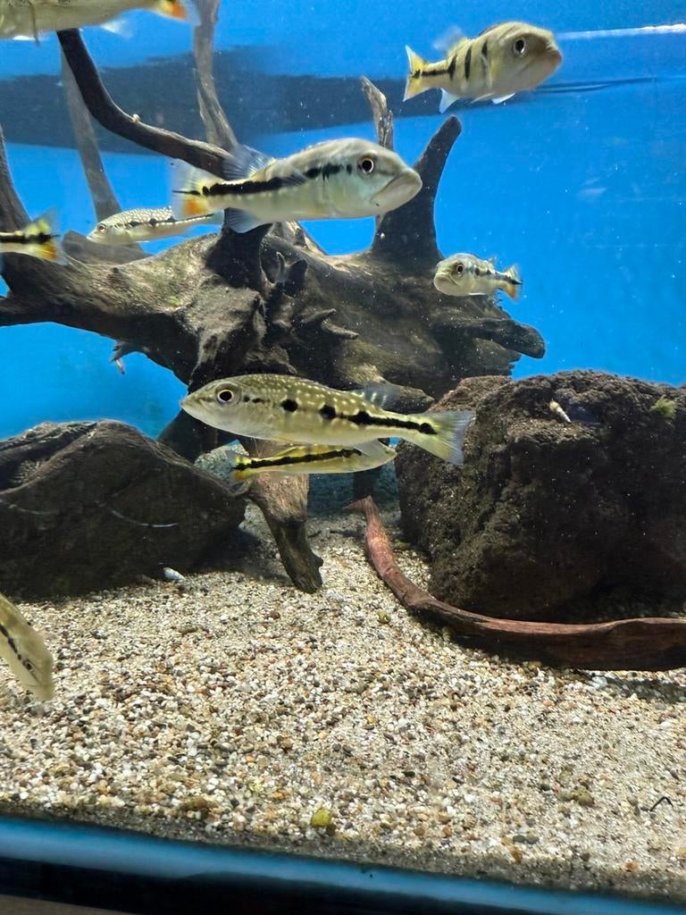 Cichla Orinocensis maat s, Dieren en Toebehoren, Vis