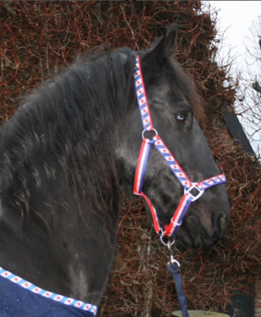 Nieuw fries halster NL, Ophalen of Verzenden, Nieuw, Overige soorten