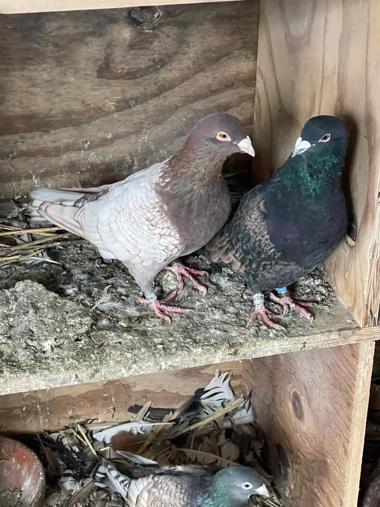 Koppels kleurpostduiven, Meerdere dieren, Overige soorten