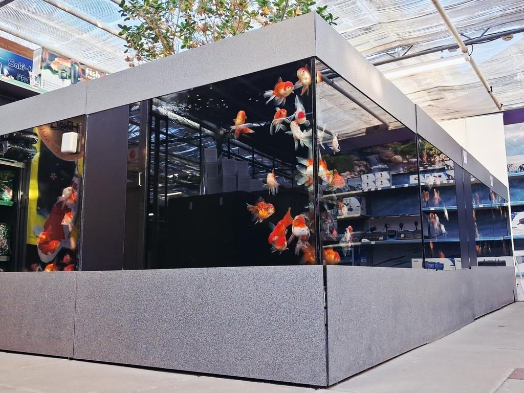 Prachtige Oranda Vijvercentrum Apeldoorn, Dieren en Toebehoren, Vis