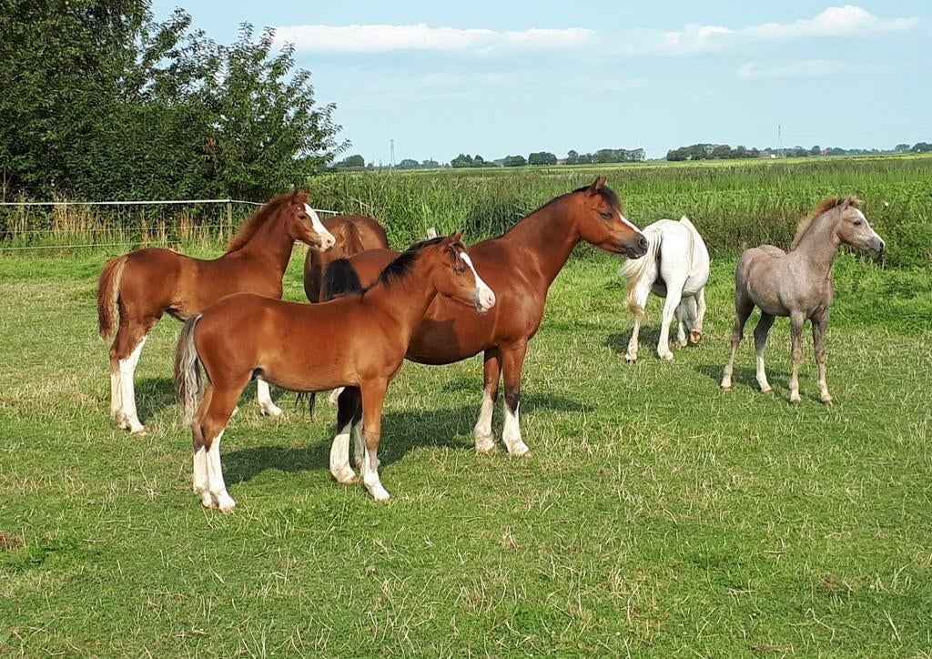 WEIDE TE HUUR GEZOCHT, Weidegang
