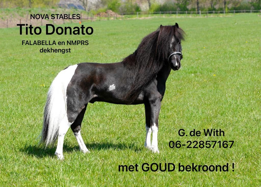 Falabella dekhengst EFS NMPRS, Hengst