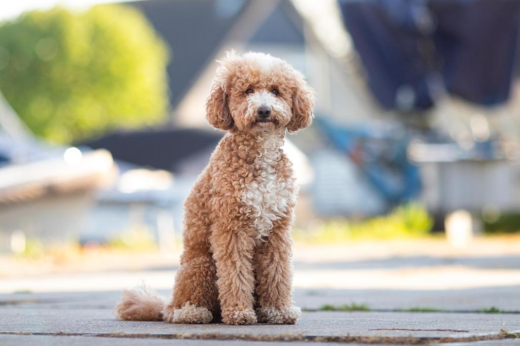 Dekreu Poedel  Labradoodle,  Cockapoo of Cocker Spaniel, Dieren en Toebehoren, Honden | Dekreuen, Reu, Particulier, Eén hond, Buitenland
