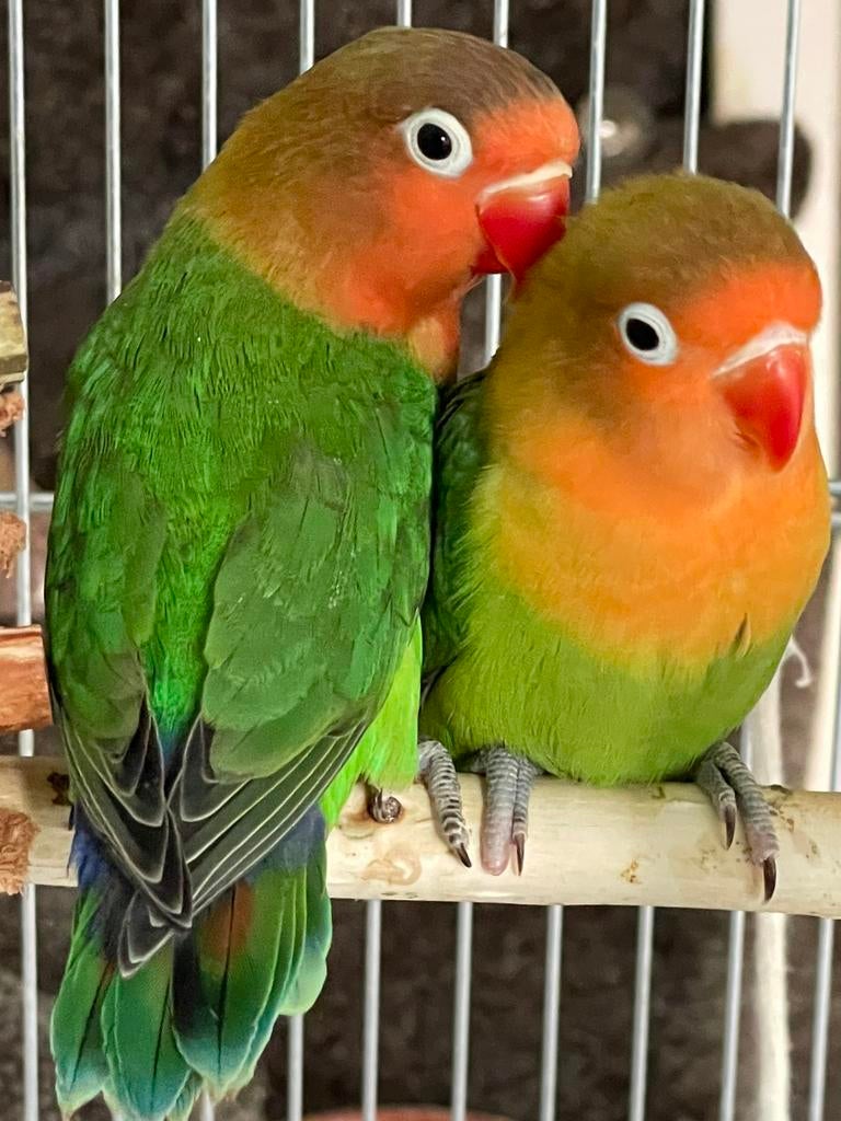 Prachtige Lieve enGezonde Lovebird Agapornis Dwergpapegaai, Dieren en Toebehoren, Vogels | Parkieten en Papegaaien, Dwergpapegaai of Agapornis