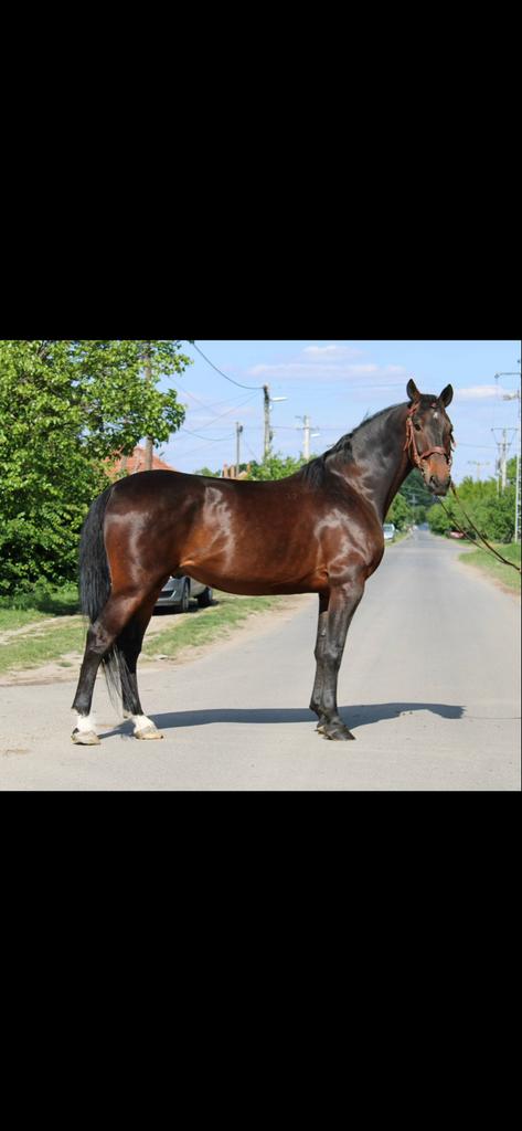 Grote maar lieve 9 jarige ruin te koop, 175 cm of meer, Ruin, Gechipt, 7 tot 10 jaar