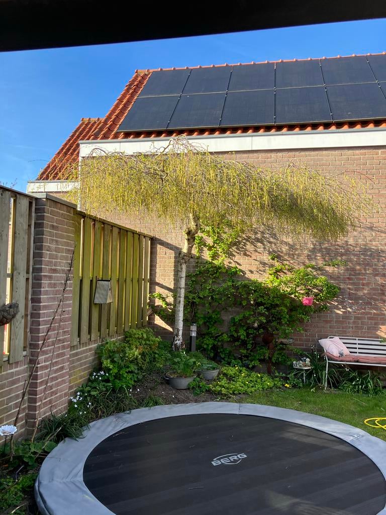 Berkenboom - natuurlijke parasol, Overige soorten, Lente, 400 cm of meer, Ophalen