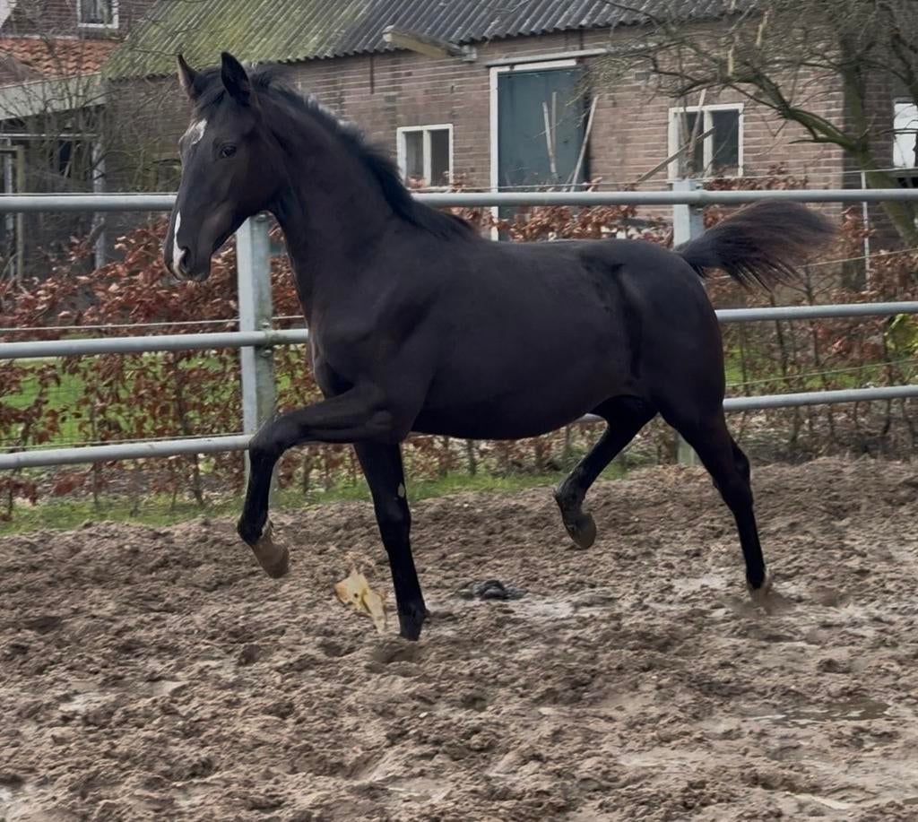 Extreme U.S. x Special D jaarling hengst, Minder dan 160 cm, Met stamboom, Niet van toepassing, Dressuurpaard