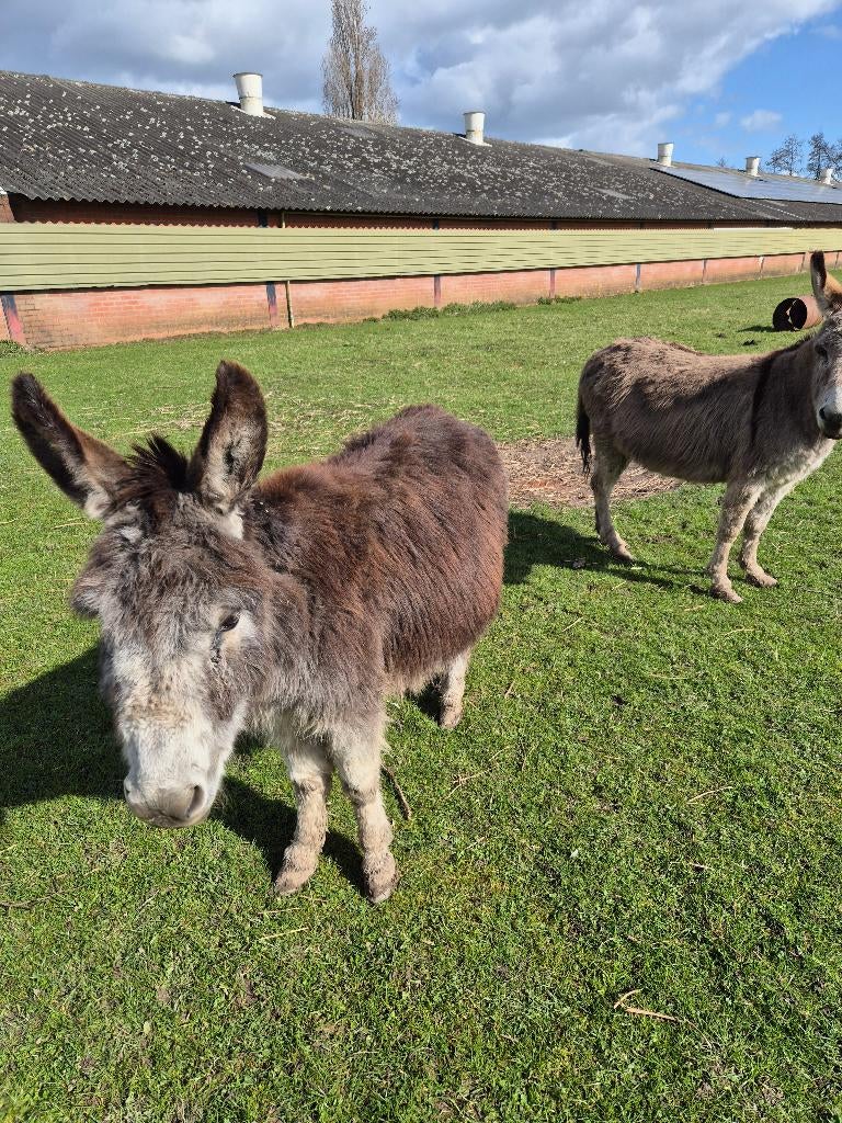 EZELS, Meerdere dieren, Overige soorten