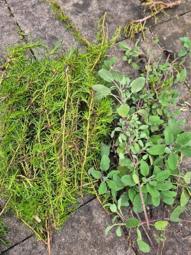Net geknipte salie en olijfkruid gratis, Ophalen of Verzenden, Overige soorten, Volle zon
